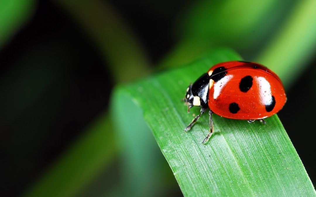 La coccinelle