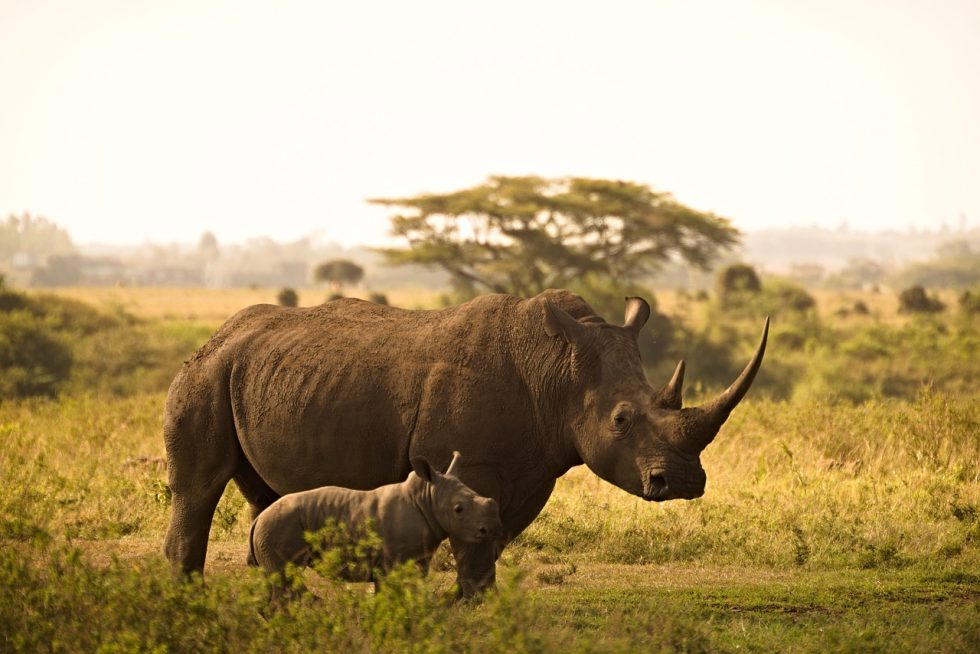 Le rhinocéros  Association pour le développement du Rêve Eveillé Libre